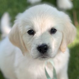 Girl 5 - female Golden Retriever puppy in Lawrenceburg, Tennessee from Summerland Goldens