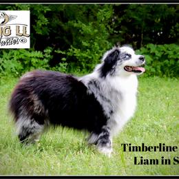 Timberline Flying Liam in Style - Blue merle male Miniature Australian Shepherd puppy in Madisonville, Texas from Flying LL Aussies