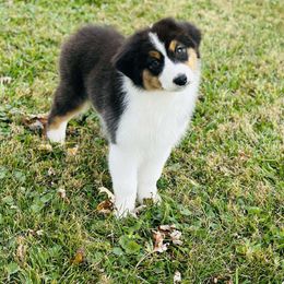 Queenie - Black tri-color female Australian Shepherd puppy in Fountaintown, Indiana from Timber Run Aussies