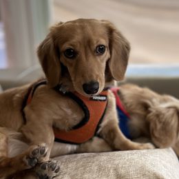 Dachshunds from Lake Forest Cream Dachshunds