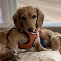 Dachshunds from Lake Forest Cream Dachshunds