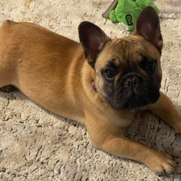 Boston Terrier and French Bulldog Puppies from JohnLee’s Boston’s and French Bulldogs