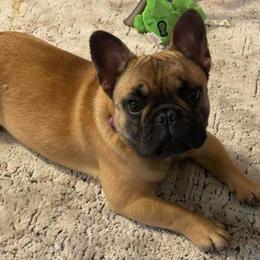 Boston Terrier and French Bulldog Puppies from JohnLee’s Boston’s and French Bulldogs