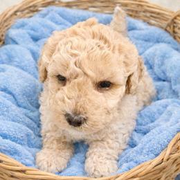 Noah - Apricot male Goldendoodle puppy in North Branch, Michigan from Graceful Miniature Goldendoodles