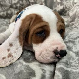 Basset Hound Puppies from Na