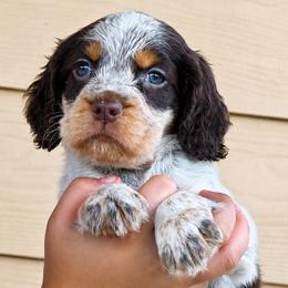 Charming - Tri-Roan male English Springer Spaniel puppy in Fort White, Florida from Thunderbird Springers