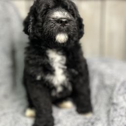 Bernedoodle and Goldendoodle Puppies from Paramount Family Doodles