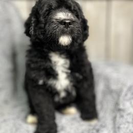 Bernedoodle and Goldendoodle Puppies from Paramount Family Doodles
