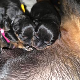Boy 2 - Black and tan male Rottweiler puppy in Stanton, Kentucky from Vom Hause Alistair
