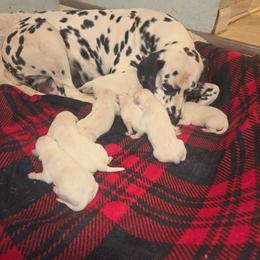 Lucy - White and black female Dalmatian puppy in Sharpsburg, Maryland from Antietam Dalmatians