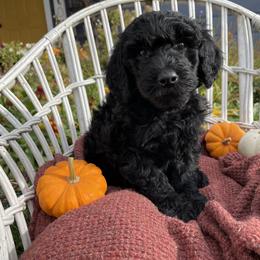 Poodle Puppies from Wilks Pups