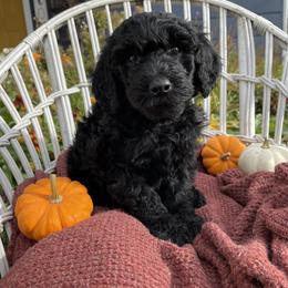 Poodle Puppies from Wilks Pups