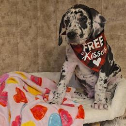 Jack - Harlequin male Great Dane puppy in Caldwell, Idaho from Miner's Dynamic Danes