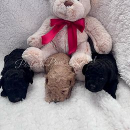 Poodle Puppies from Perfect Paw Kennel