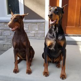 Doberman Pinschers from Haus Von Stidham Dobermans