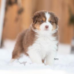 Venellope - Red tri-color female Australian Shepherd puppy in Woodford, Virginia from Skyborne Australian Shepherds