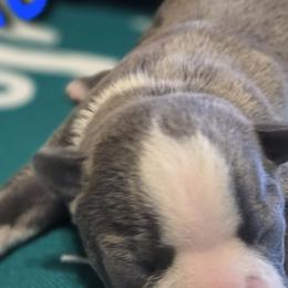 Boston Terriers from Grandma's Boston Terriers