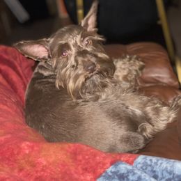 Hazel - Miniature Schnauzer