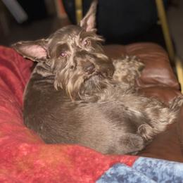 Hazel - Miniature Schnauzer