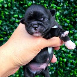 Wolfie - Black male Shih Tzu puppy in Richmond, Texas from Aleka Shih Tzu