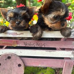Yorkshire Terrier Puppies from Yorkies Kisses