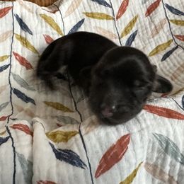 Strawberry - Black and cream female Dachshund puppy in Wolf Lake, Indiana from Canisteo Dachshunds