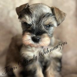 Girl - Salt and pepper female Miniature Schnauzer puppy in Brenham, Texas from Ashley Martinez