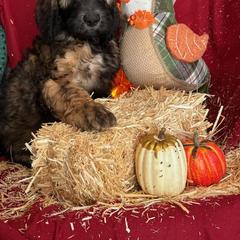Girl 1 - Saint Berdoodle puppy in Huntington Station, New York from R & C's for the Love of Doodles