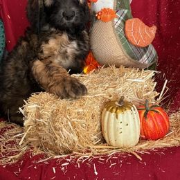 Girl 1 - Saint Berdoodle puppy in Huntington Station, New York from R & C's for the Love of Doodles