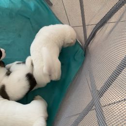 Akita Puppies from Gloe Akita's