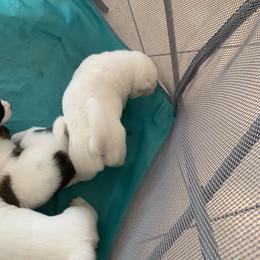 Akita Puppies from Gloe Akita's