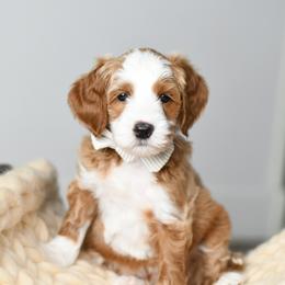 Australian Labradoodle Puppies from Snooze and Sniff Labradoodles