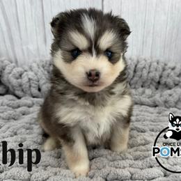 Chip - Black and white male Pomsky puppy in Eastman, Georgia from Once Upon A Pomsky