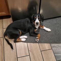 Entlebucher Mountain Dog Puppies from Feather Farm's Entles