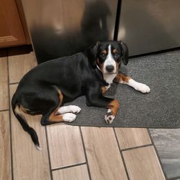 Entlebucher Mountain Dog Puppies from Feather Farm's Entles