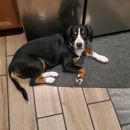 Entlebucher Mountain Dog Puppies from Feather Farm's Entles