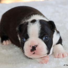 Davy - Black and white male Boston Terrier puppy in Winnsboro, Texas from JP Ranch Bulldogs