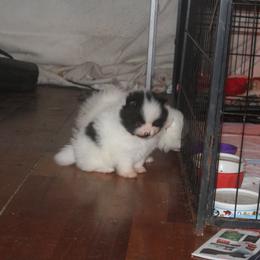 AL - Black parti male Pomeranian puppy in Andrews, South Carolina from Purple Diamonds Kennel
