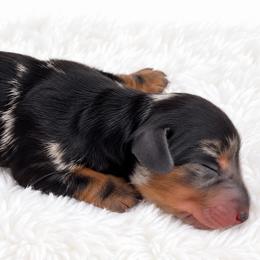 Negan - AKC Registered - Dapple male Dachshund puppy in Homestead, Florida from Florida Mini Dachshunds and Danes