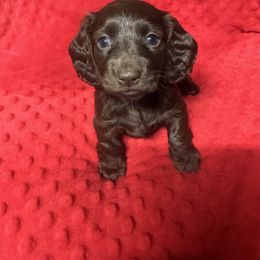 SPUNKY - Chocolate and tan female Dachshund puppy in Polo, Missouri from Blue Tails Farm