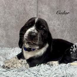 Cedar - Black and white male Basset Hound puppy in Dingess, West Virginia from Tuckers' Howling Hounds