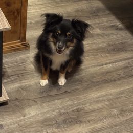 Scooby - Australian Shepherd