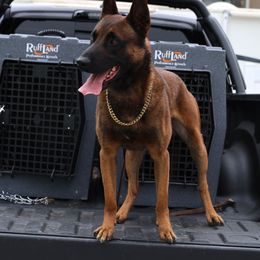 Berry - Belgian Malinois