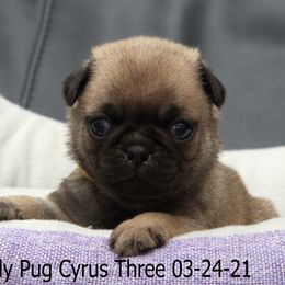 Pug Puppies from Bradley's Pugs