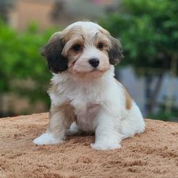 Cavachon, Cavalier King Charles Spaniel, Cavapoo, and Havanese Puppies from Peaks Pups & Cavachon Love Chocolate Cavaliers, Cavaliers, Cavachon’s, Cavapoos & Havanese