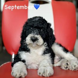 September - Parti male Poodle puppy in Lancaster, Minnesota from Finney Ranch