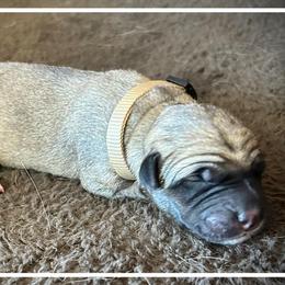 White - Fawn female Anatolian Shepherd Dog puppy in Clark, Wyoming from Fyne Acres