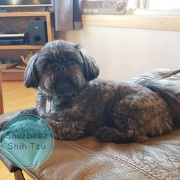 Shih Tzu Puppies from Shurbeez Shih Tzu