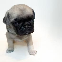 Luke (blue) - Fawn male Pug puppy in Hereford, Arizona from Broken Road Ranch Pugs