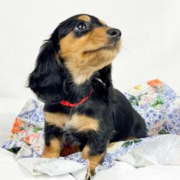 KitKat - Black and tan female Dachshund puppy in Sacramento, California from MiniDoxPups